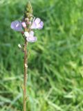 Verbena officinalis
